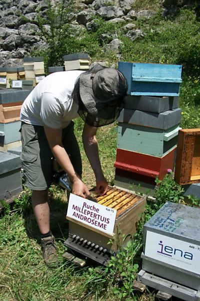 La ruche Millepertuis androseme