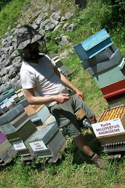 La ruche Millepertuis androseme