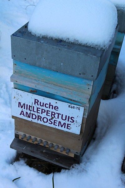 La ruche Millepertuis androseme