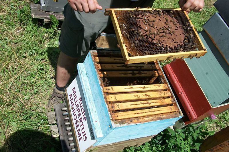 La ruche Millepertuis androseme