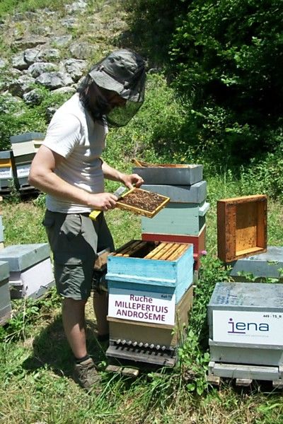 La ruche Millepertuis androseme