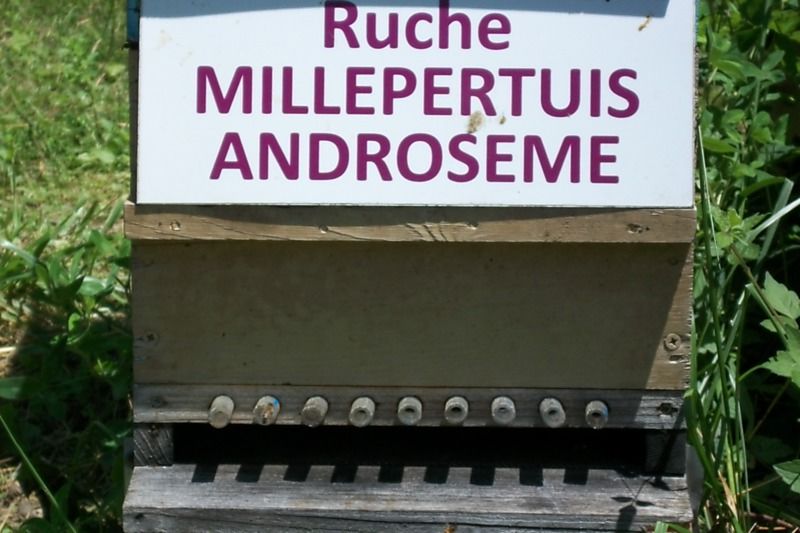 La ruche Millepertuis androseme