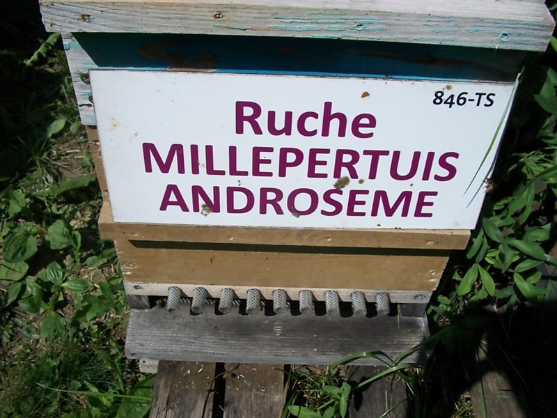 La ruche Millepertuis androseme