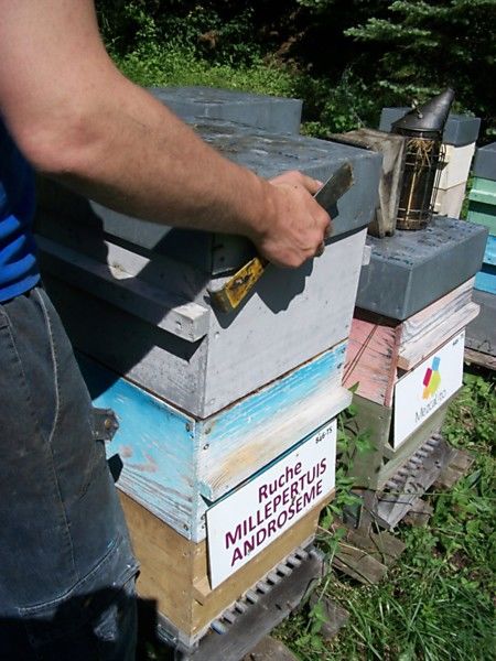 La ruche Millepertuis androseme