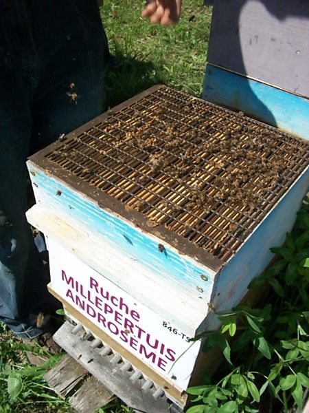 La ruche Millepertuis androseme