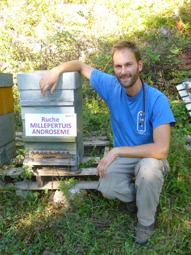La ruche Millepertuis androseme