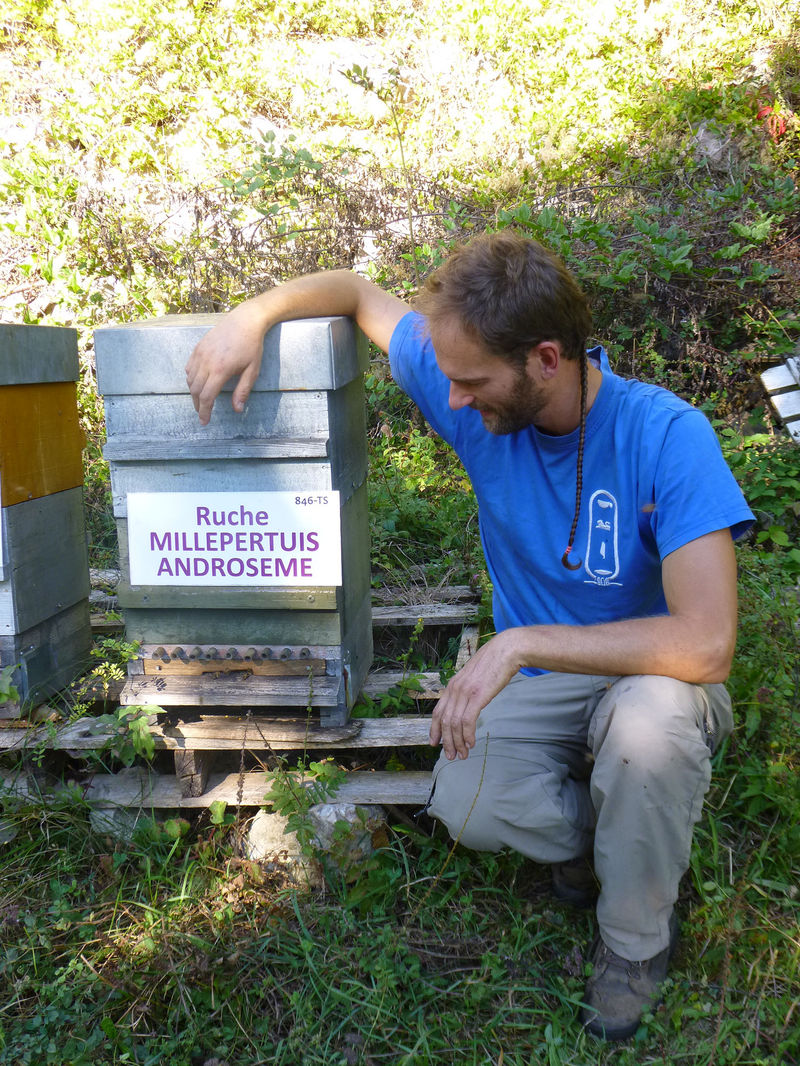 La ruche Millepertuis androseme