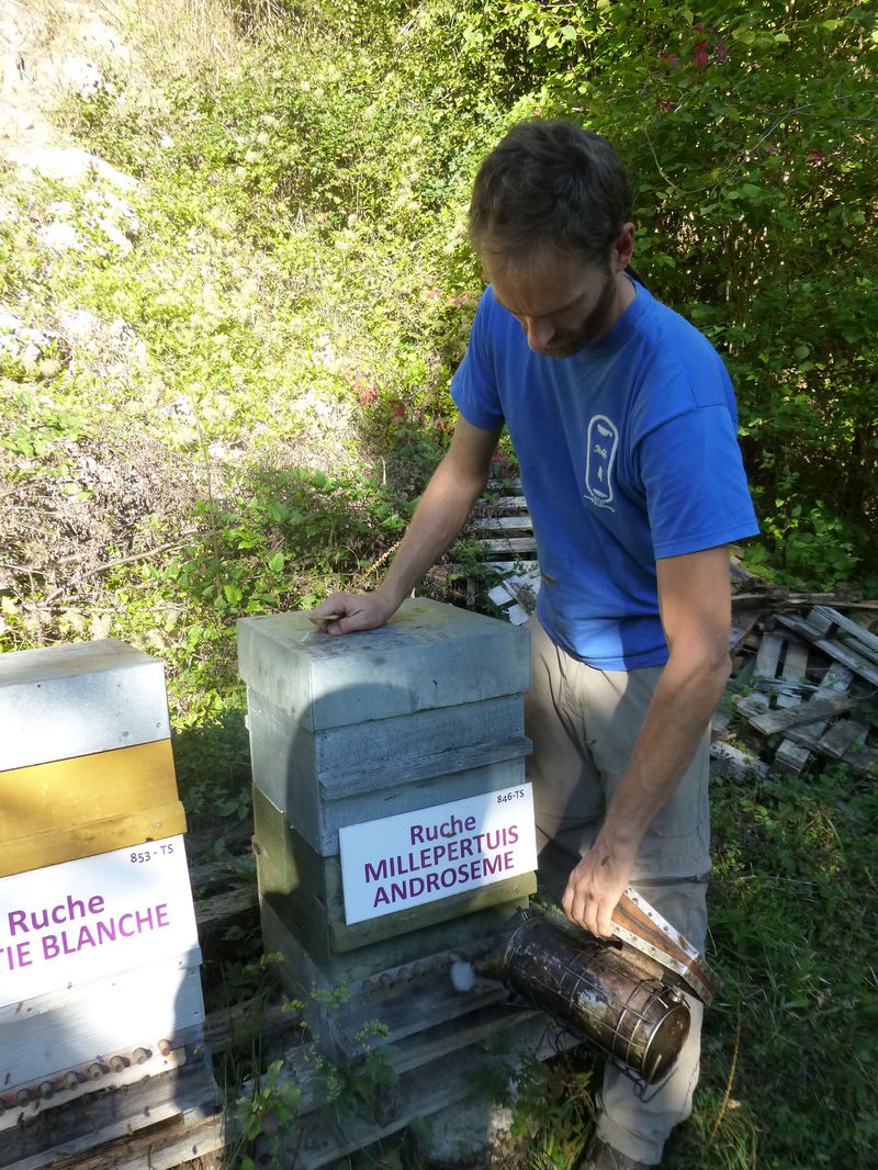 La ruche Millepertuis androseme
