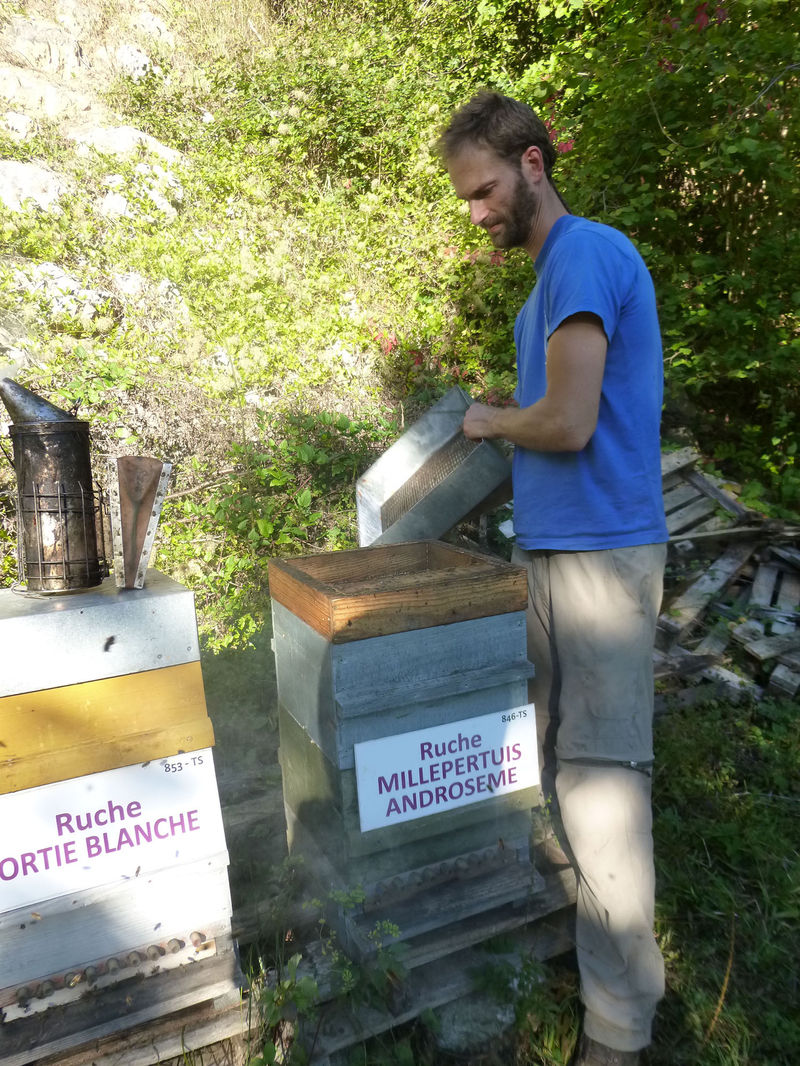 La ruche Millepertuis androseme