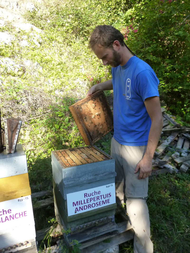 La ruche Millepertuis androseme