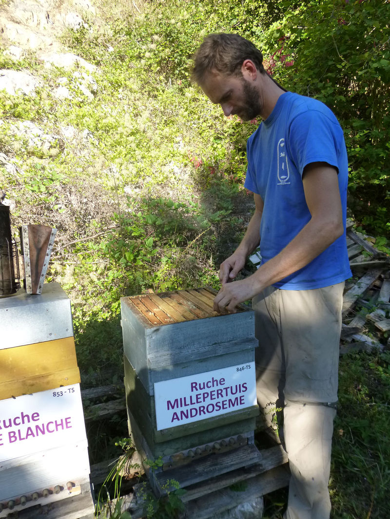 La ruche Millepertuis androseme