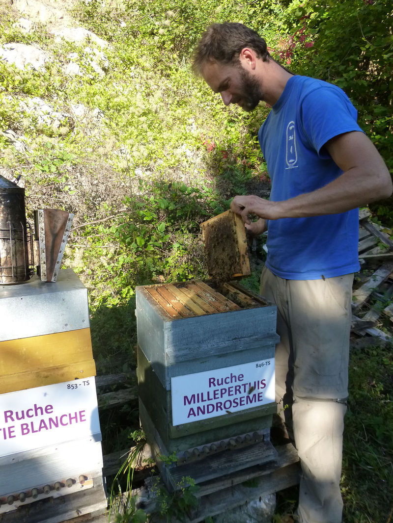 La ruche Millepertuis androseme