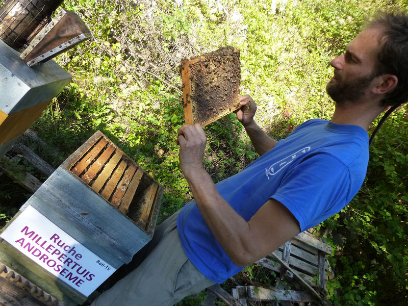 La ruche Millepertuis androseme