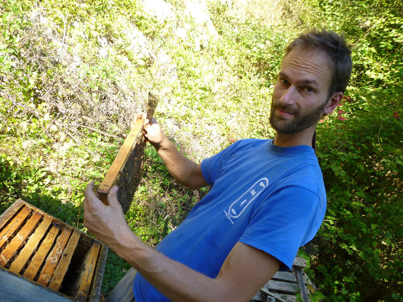 La ruche Millepertuis androseme