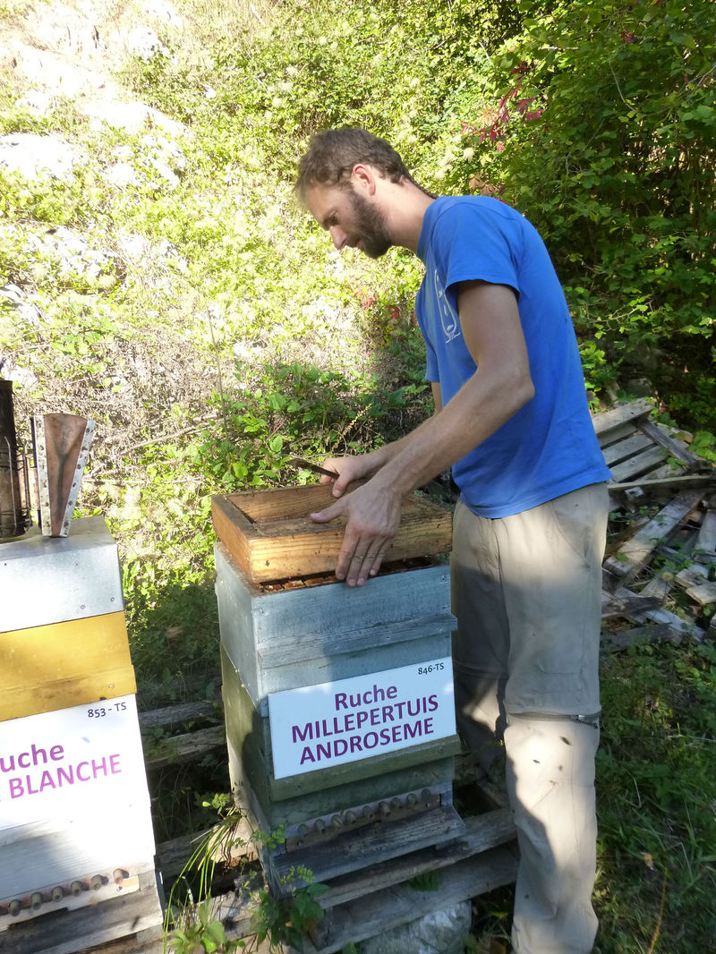 La ruche Millepertuis androseme