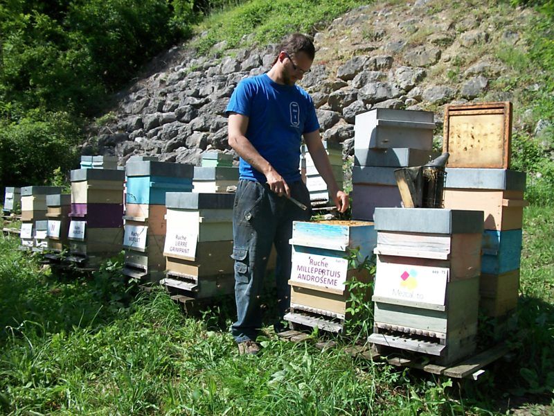 La ruche Millepertuis androseme