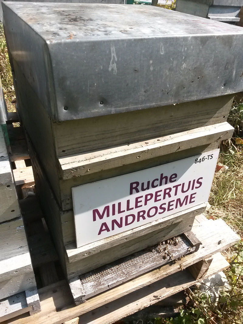 La ruche Millepertuis androseme