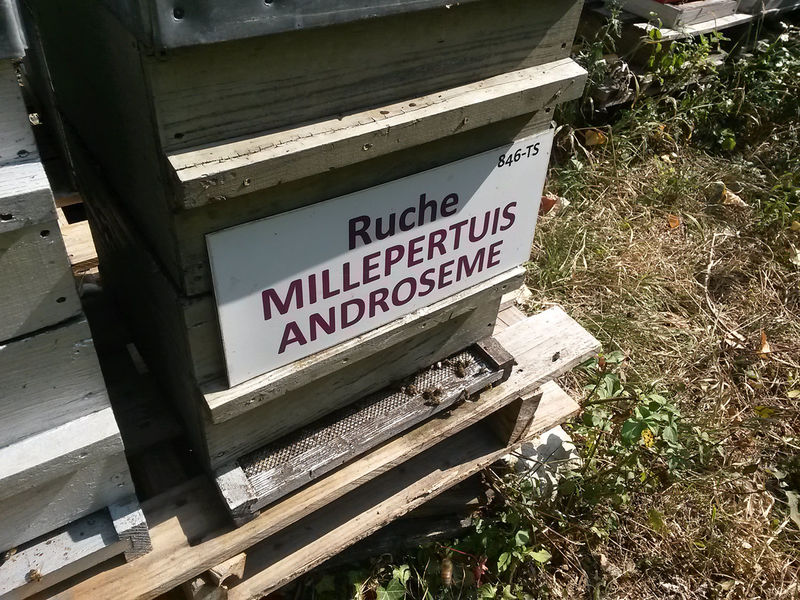 La ruche Millepertuis androseme