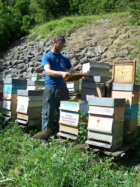 La ruche Millepertuis androseme