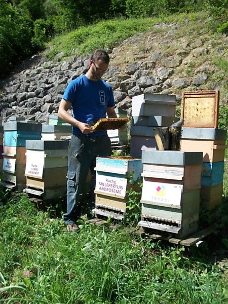 La ruche Millepertuis androseme