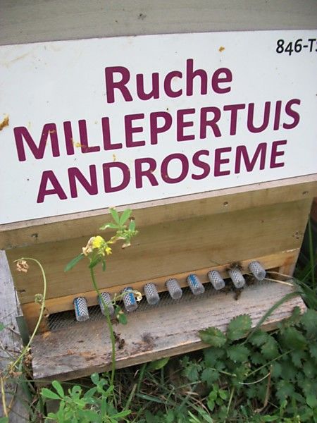 La ruche Millepertuis androseme