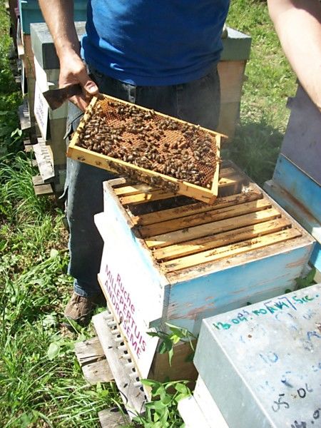 La ruche Millepertuis androseme