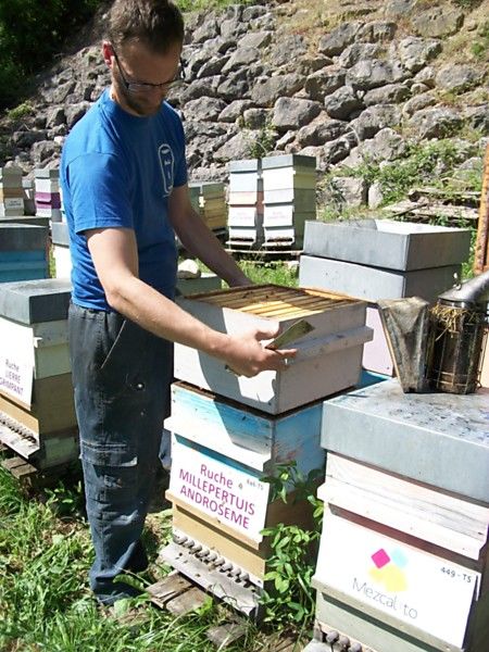 La ruche Millepertuis androseme