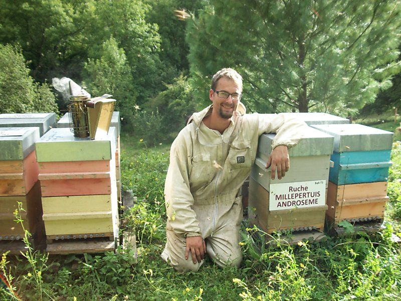 La ruche Millepertuis androseme