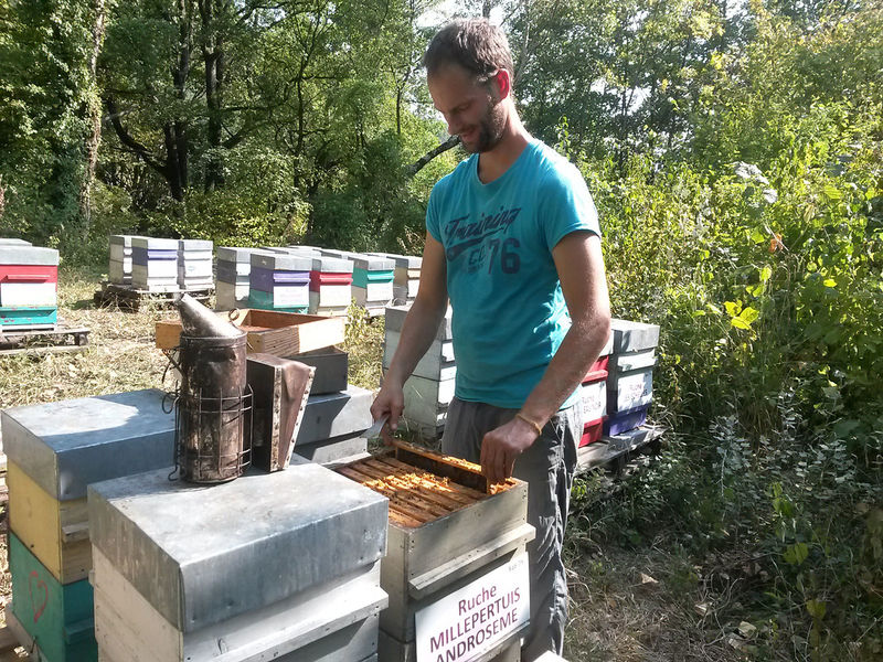 La ruche Millepertuis androseme