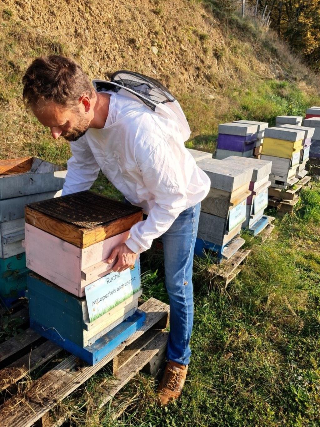 La ruche Millepertuis androseme