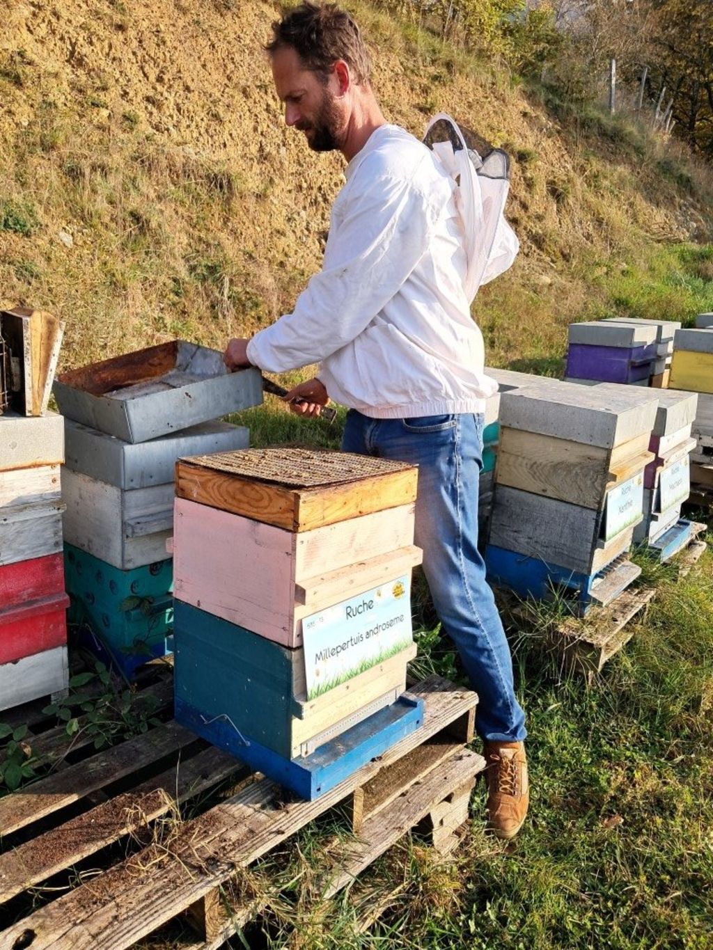 La ruche Millepertuis androseme