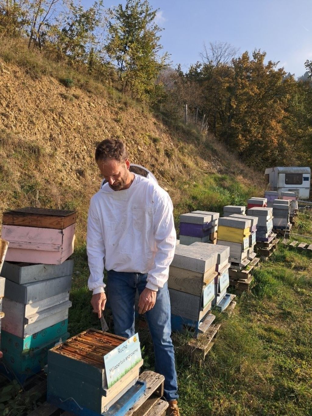 La ruche Millepertuis androseme