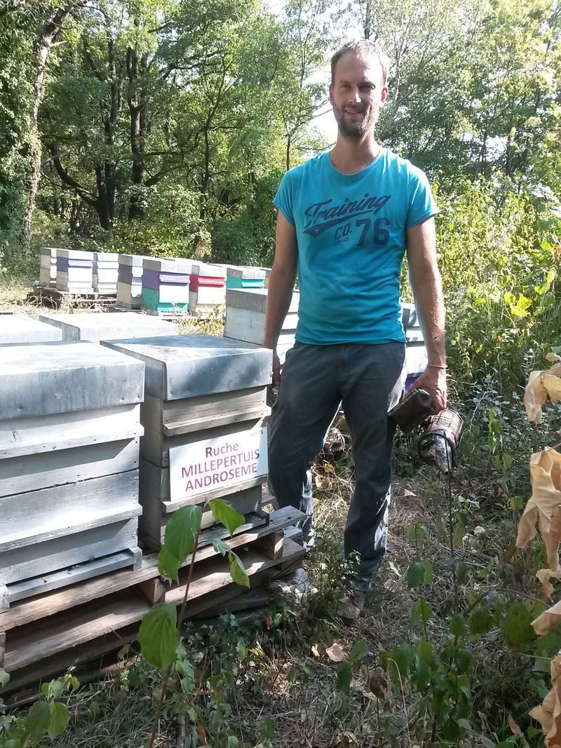 La ruche Millepertuis androseme