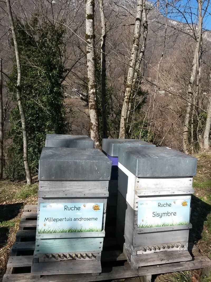 La ruche Millepertuis androseme