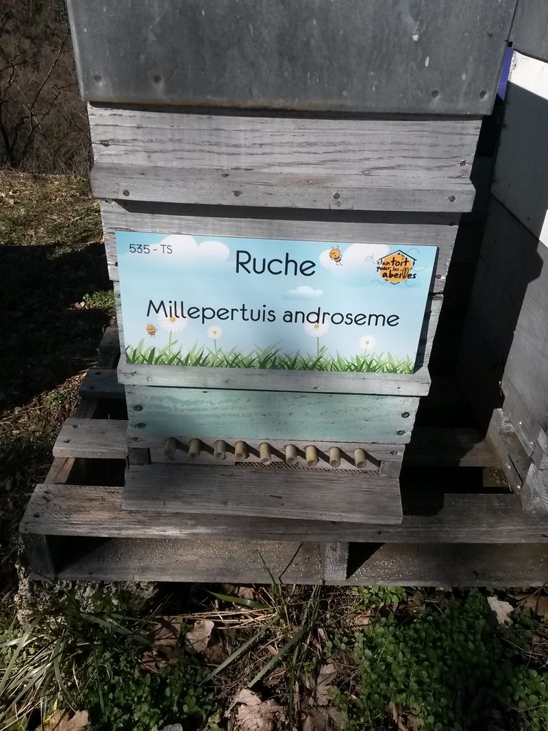 La ruche Millepertuis androseme