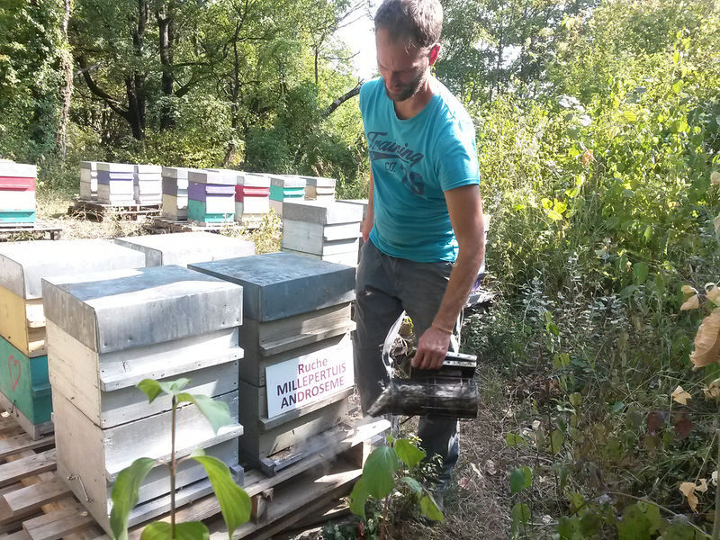 La ruche Millepertuis androseme
