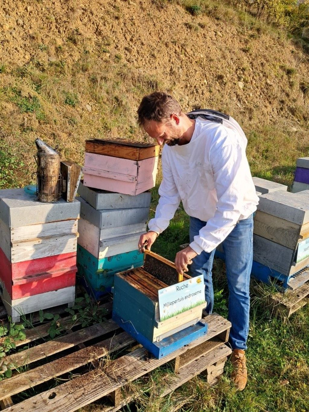 La ruche Millepertuis androseme