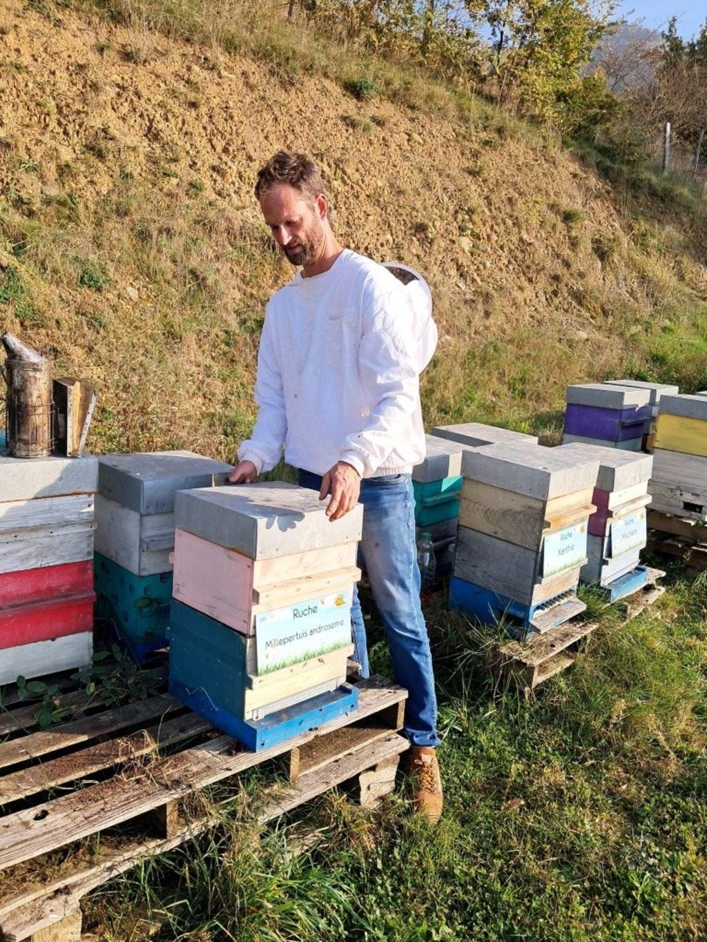 La ruche Millepertuis androseme
