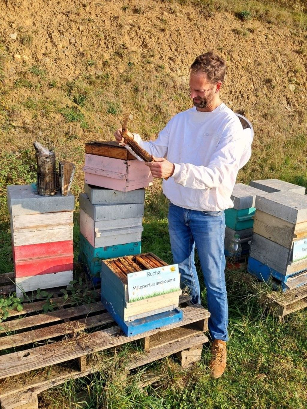 La ruche Millepertuis androseme