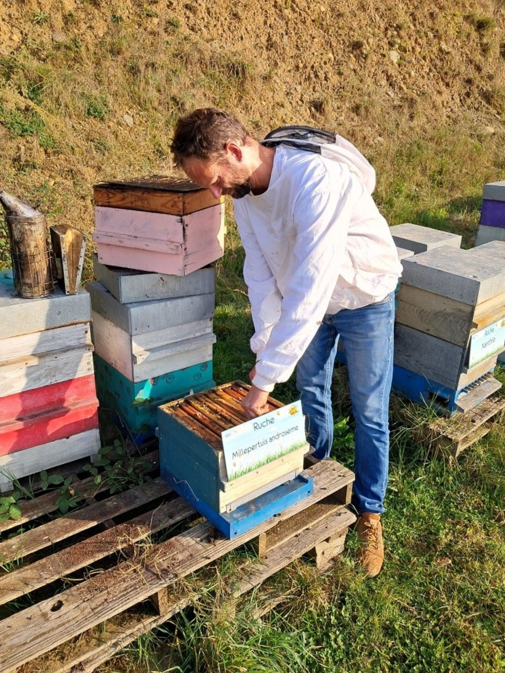 La ruche Millepertuis androseme