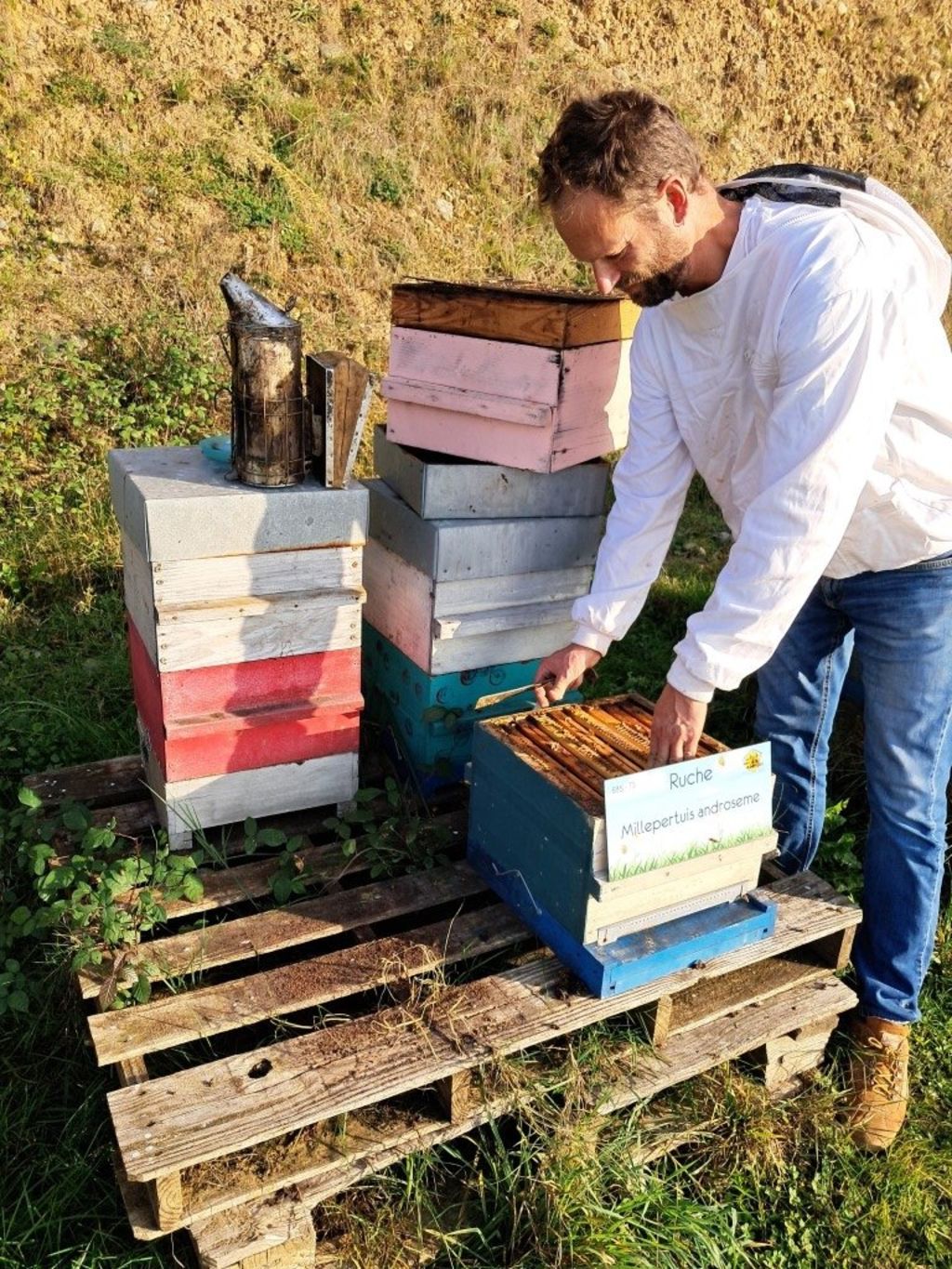 La ruche Millepertuis androseme