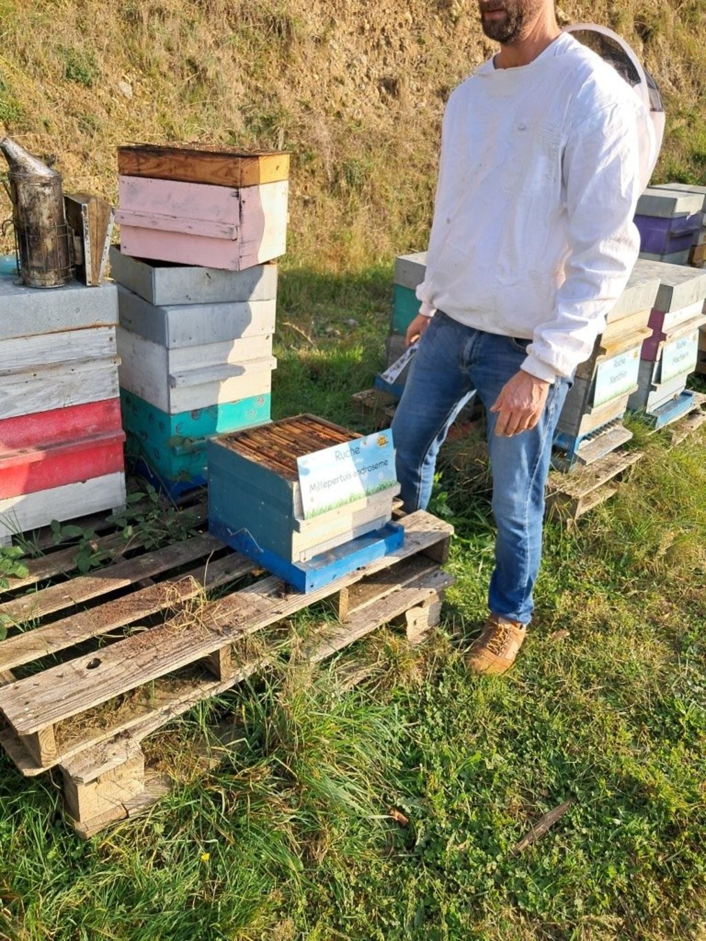 La ruche Millepertuis androseme