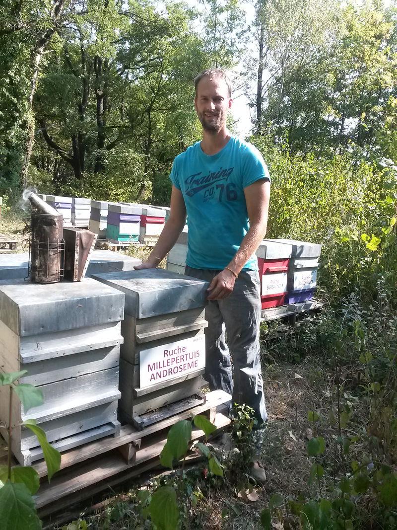 La ruche Millepertuis androseme
