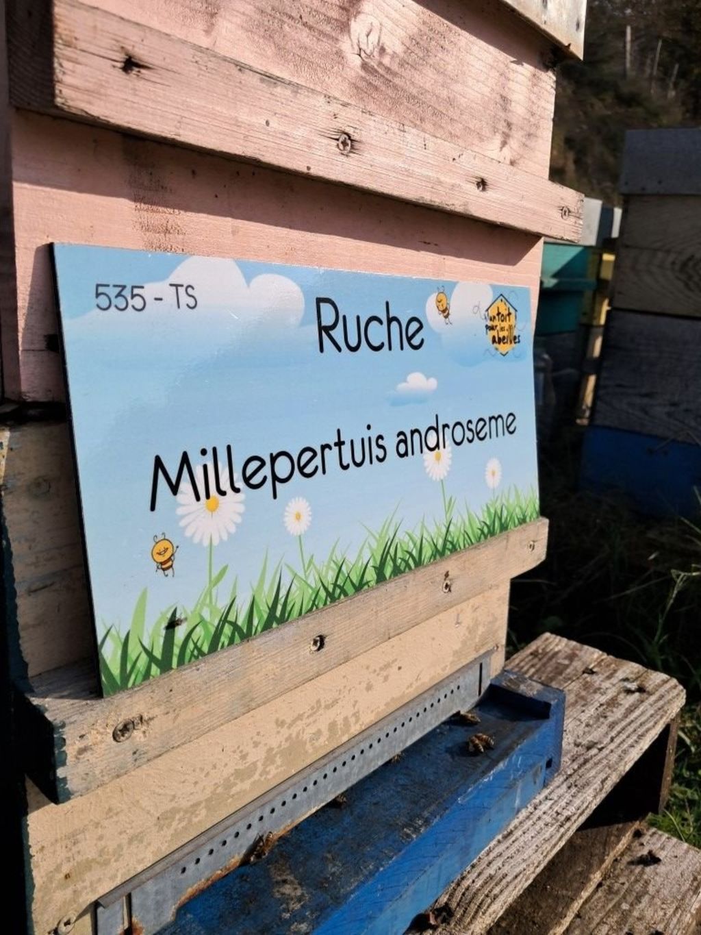 La ruche Millepertuis androseme