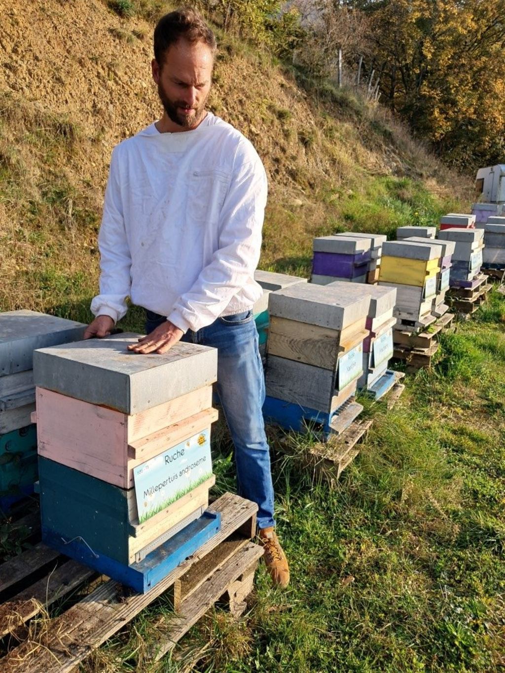 La ruche Millepertuis androseme