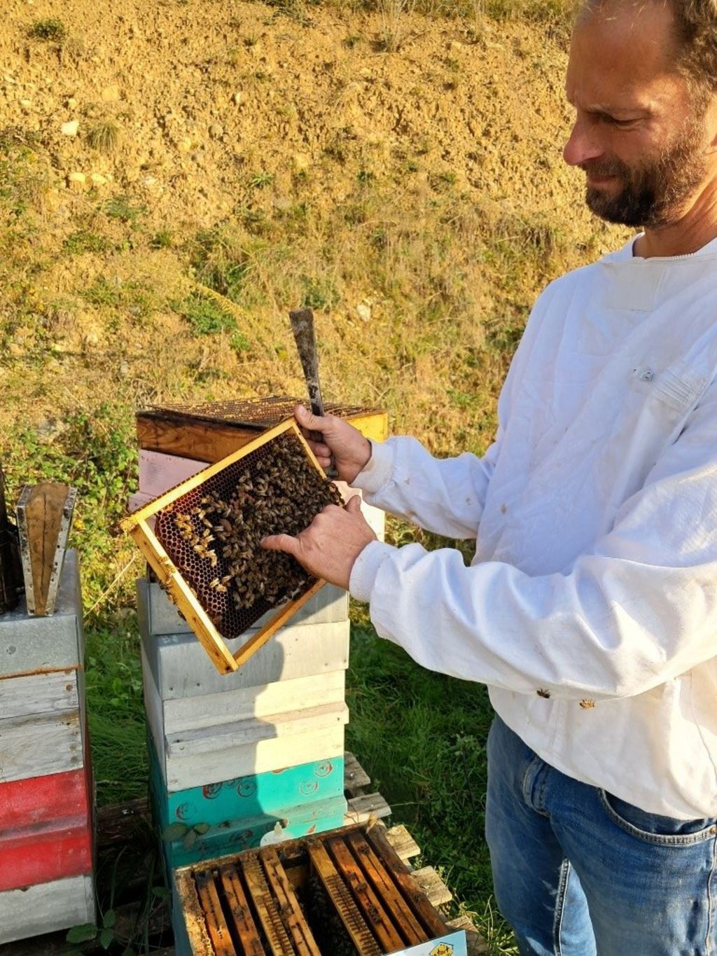 La ruche Millepertuis androseme