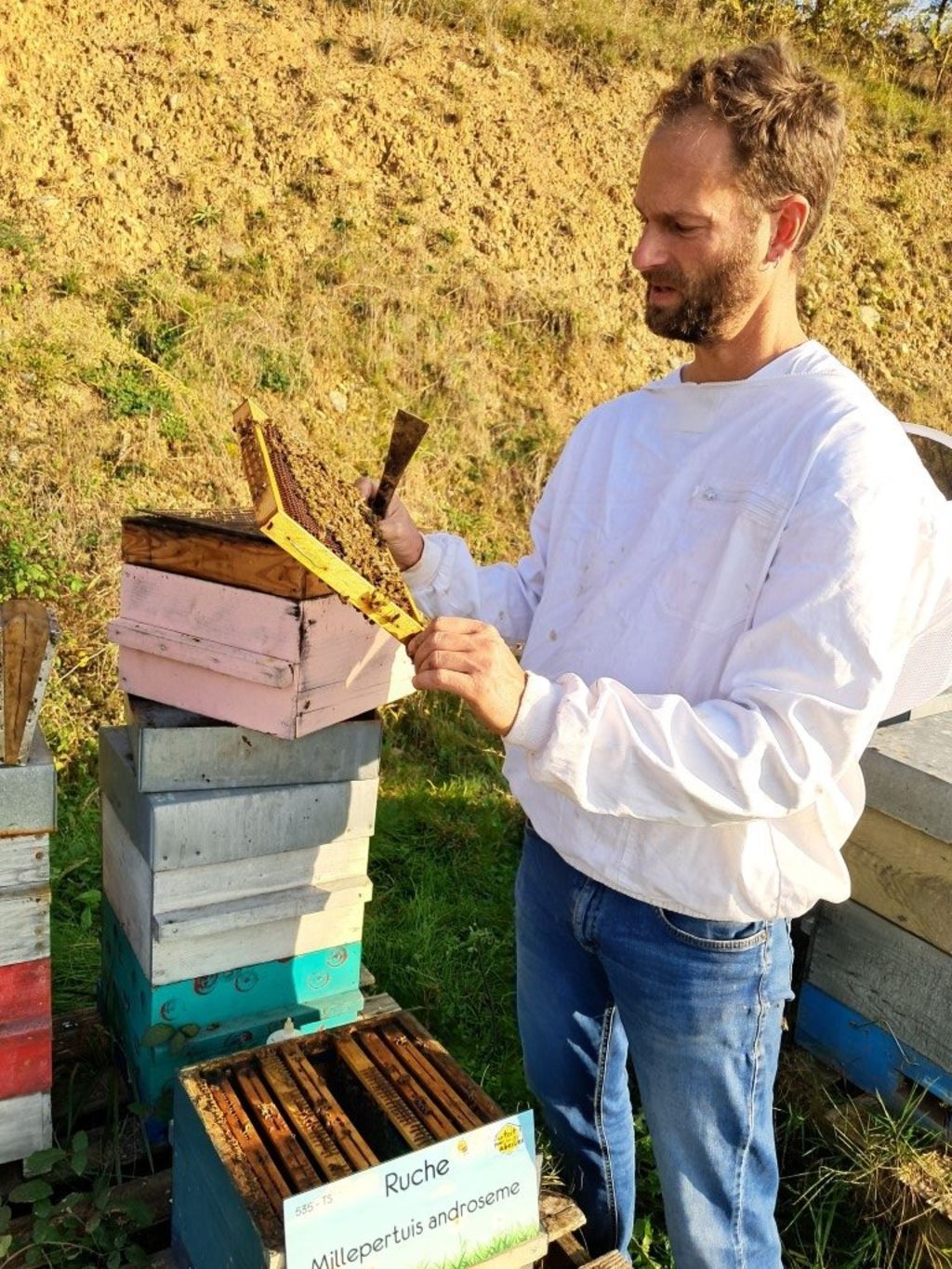 La ruche Millepertuis androseme