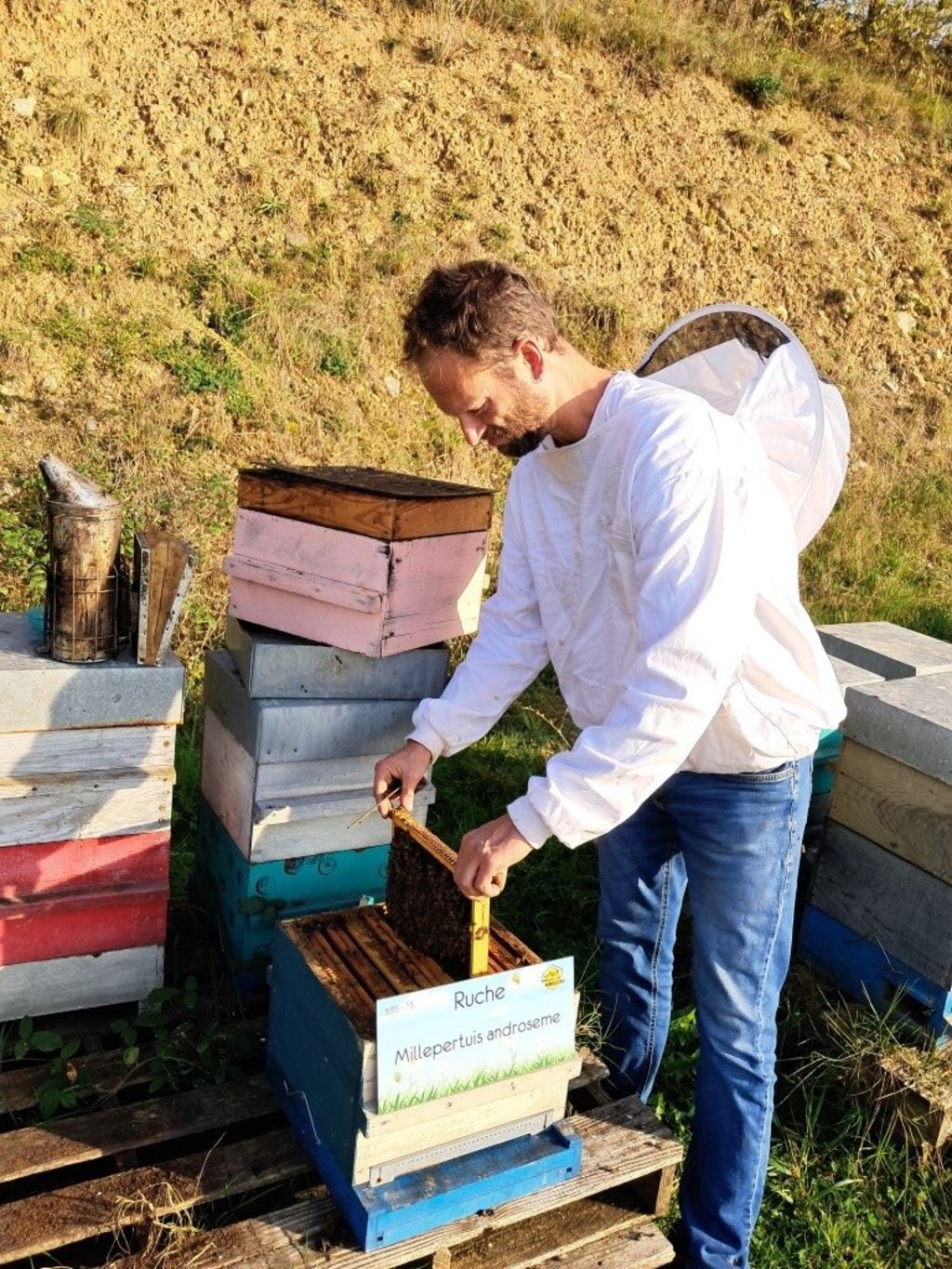 La ruche Millepertuis androseme