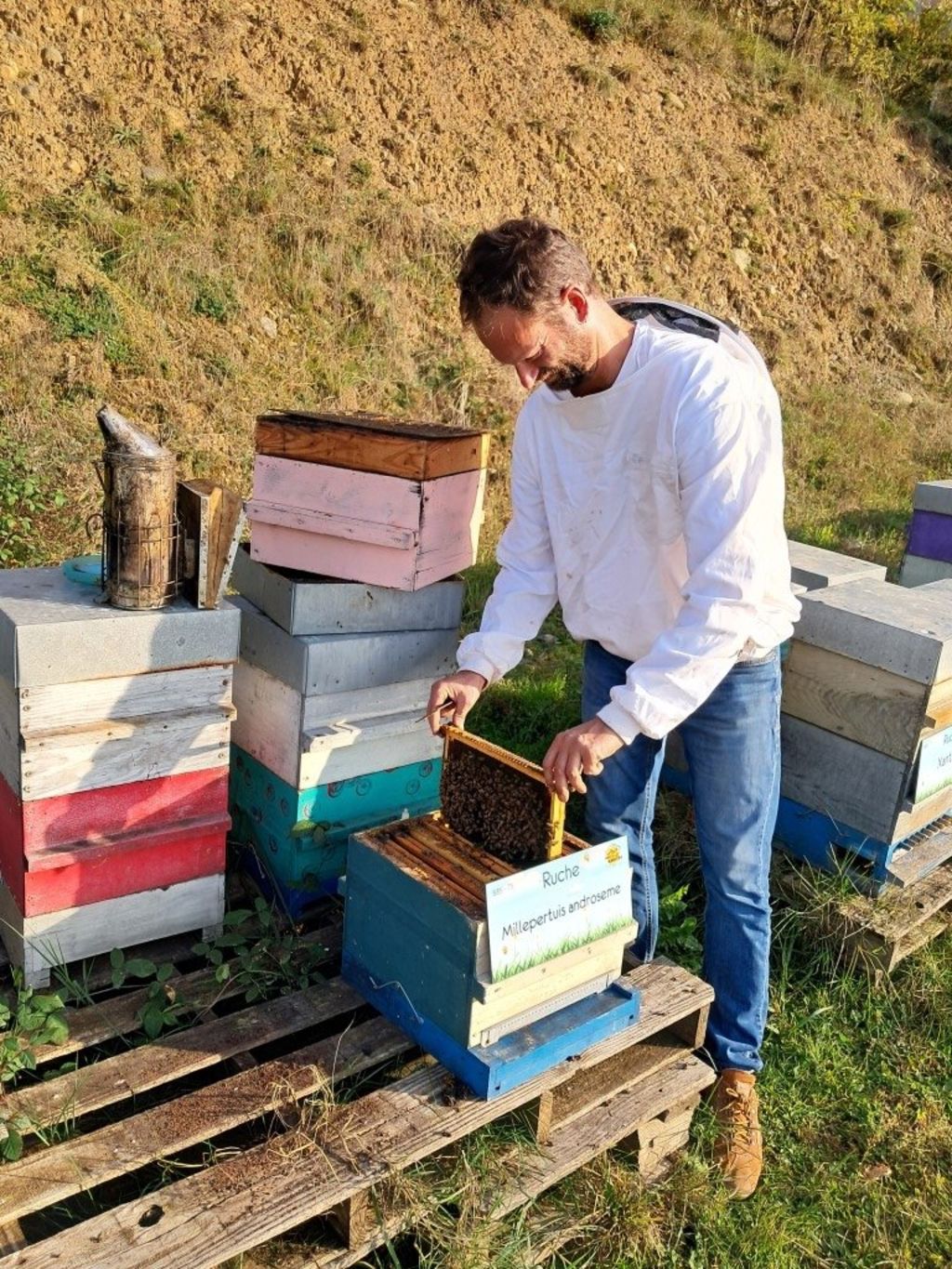 La ruche Millepertuis androseme