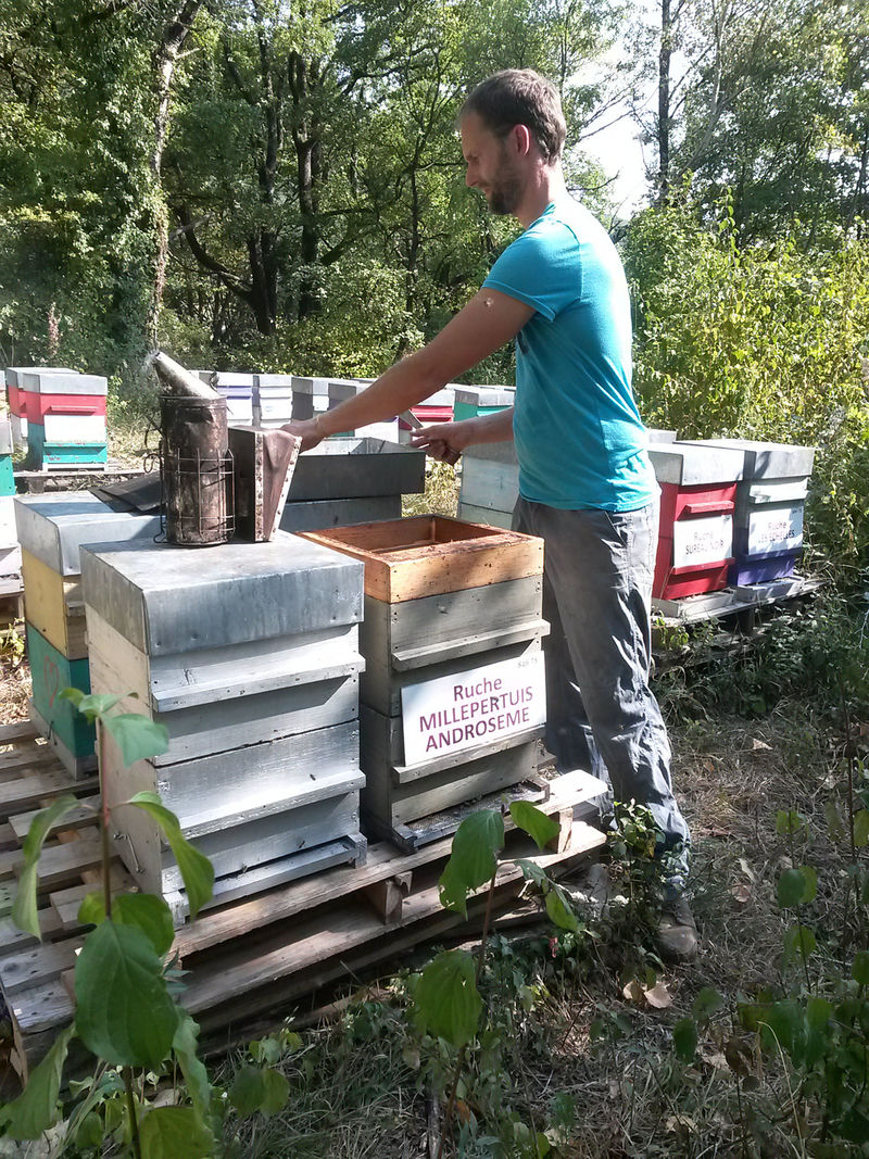La ruche Millepertuis androseme